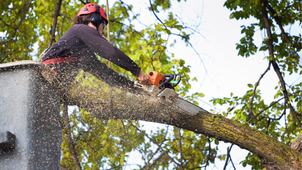 Arborist County Down