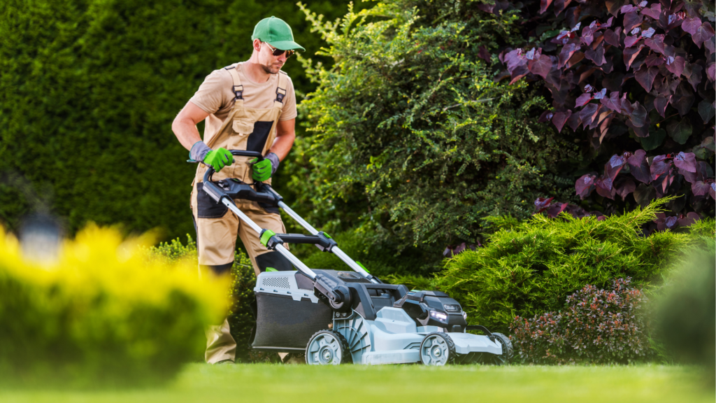 Expert Lawn Care Services in County Down & Belfast