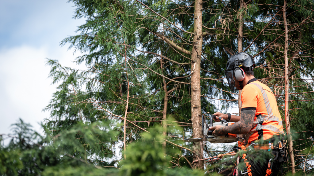 Tree Surgery County Down